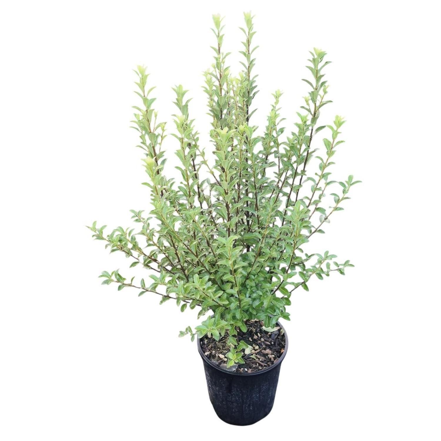 Pittosporum Jade 2L