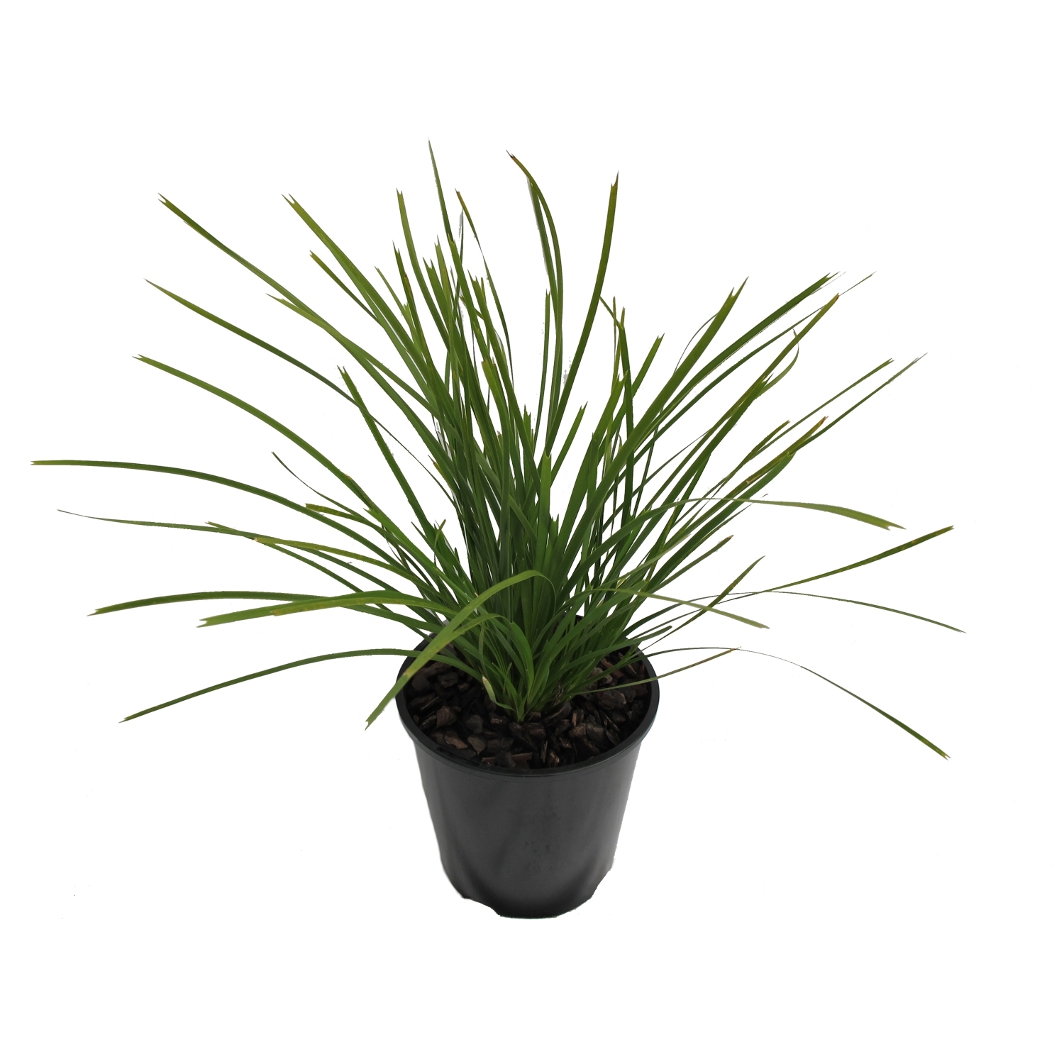 Lomandra Lime Tuff