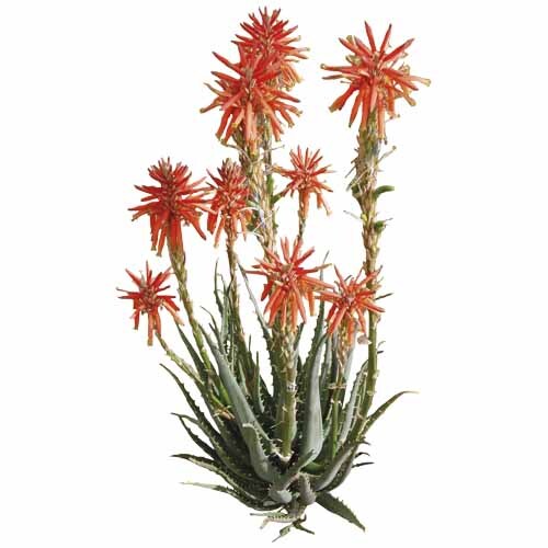 Aloe Hedgehog