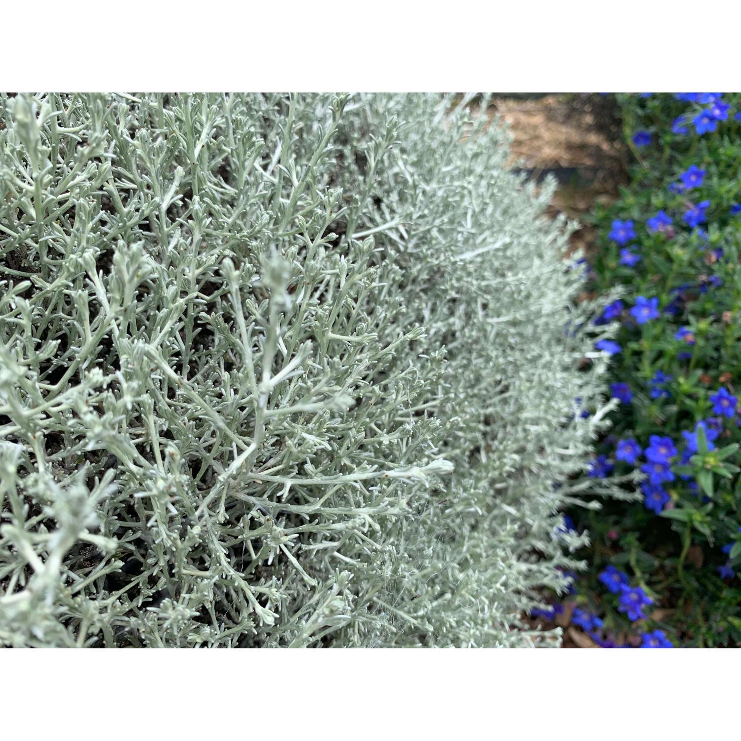 Calocephalus Brownii Silver Nugget