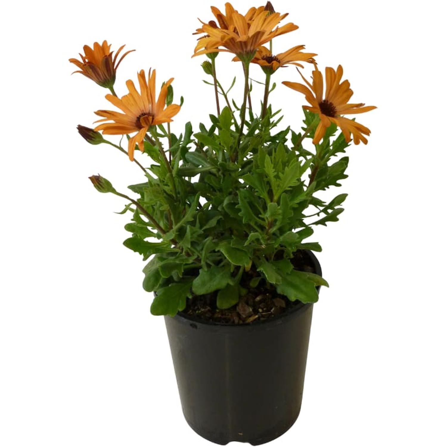 Cape Daisy Terracotta