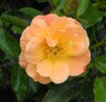 Rose Amber