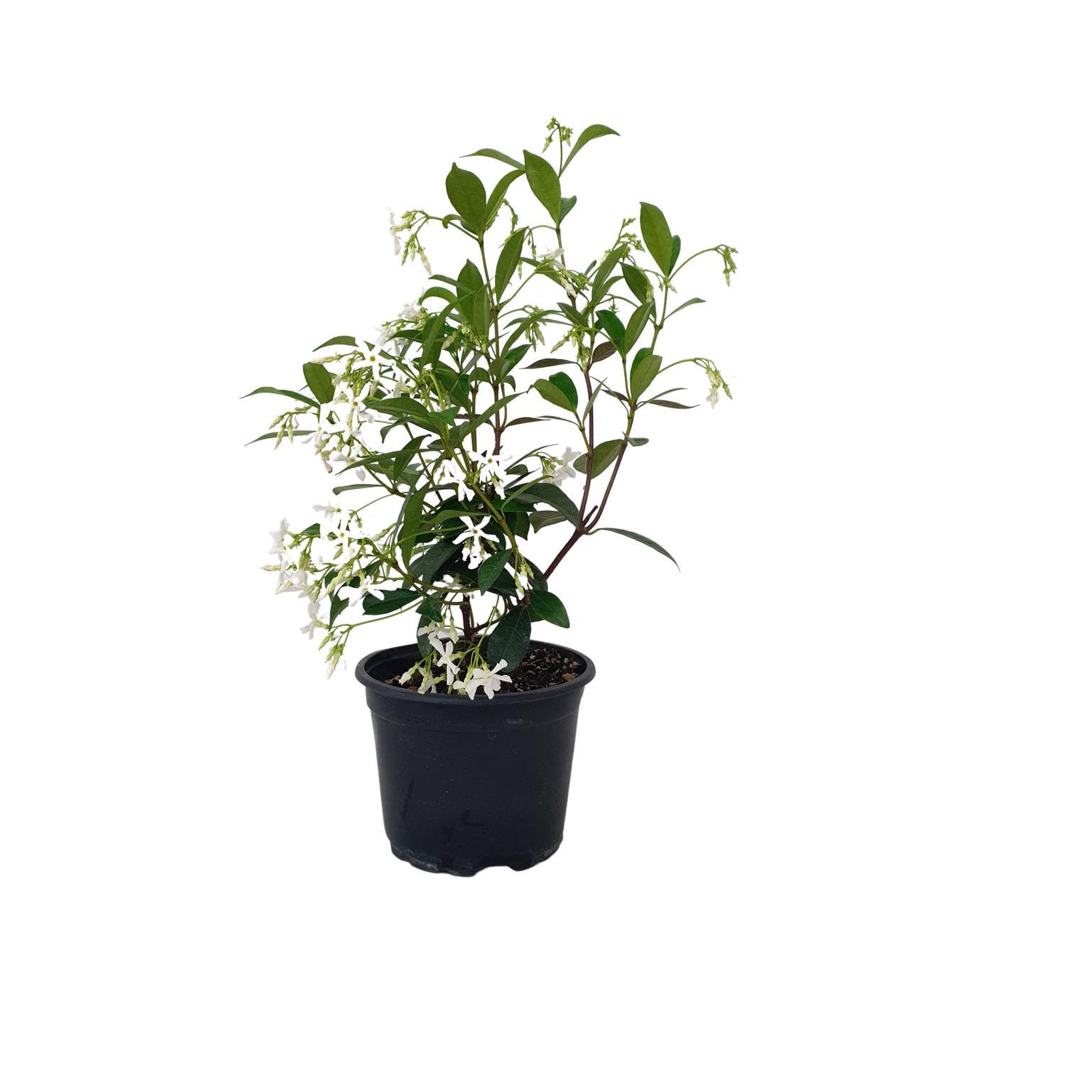 Trachelospermum Jasminoides