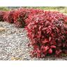 Nandina Blush PVR