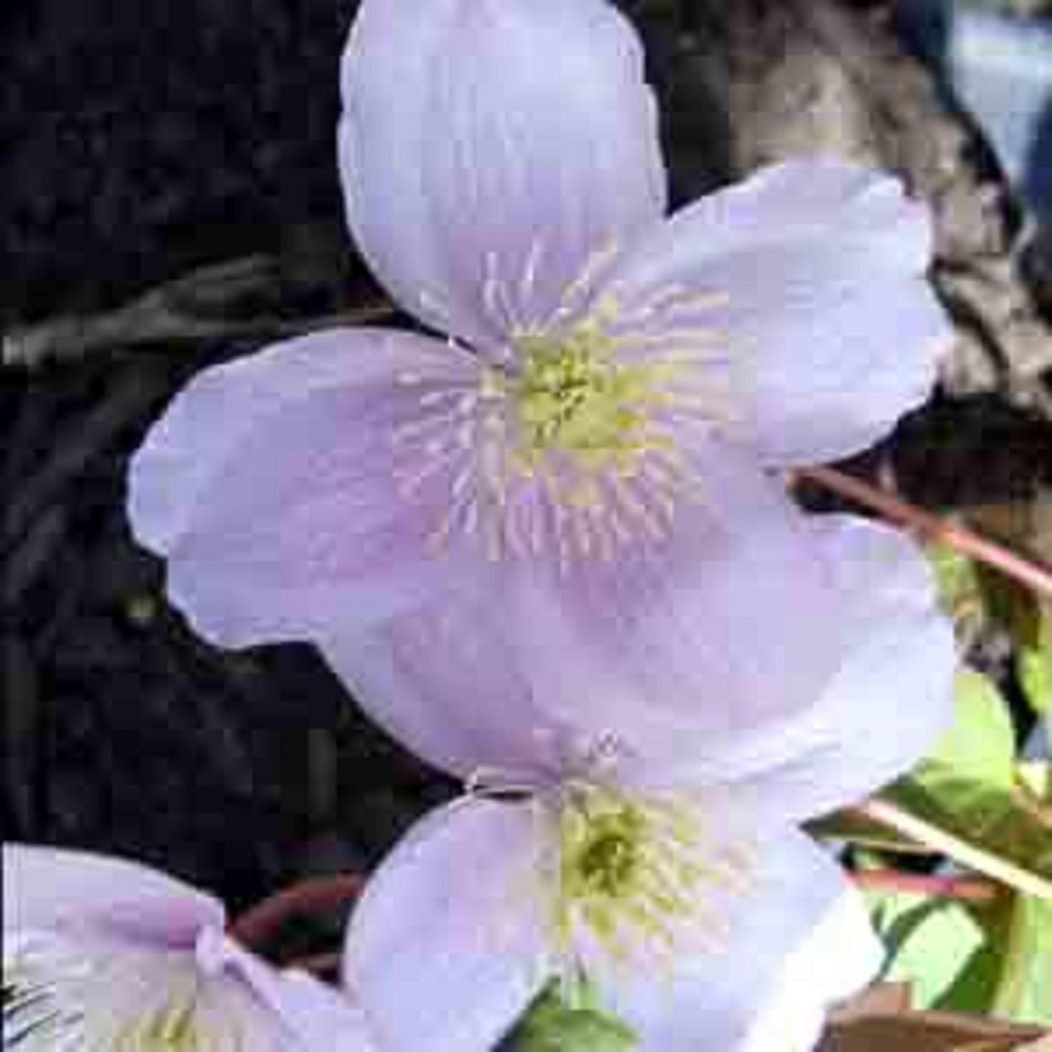 Clematis Elizabeth