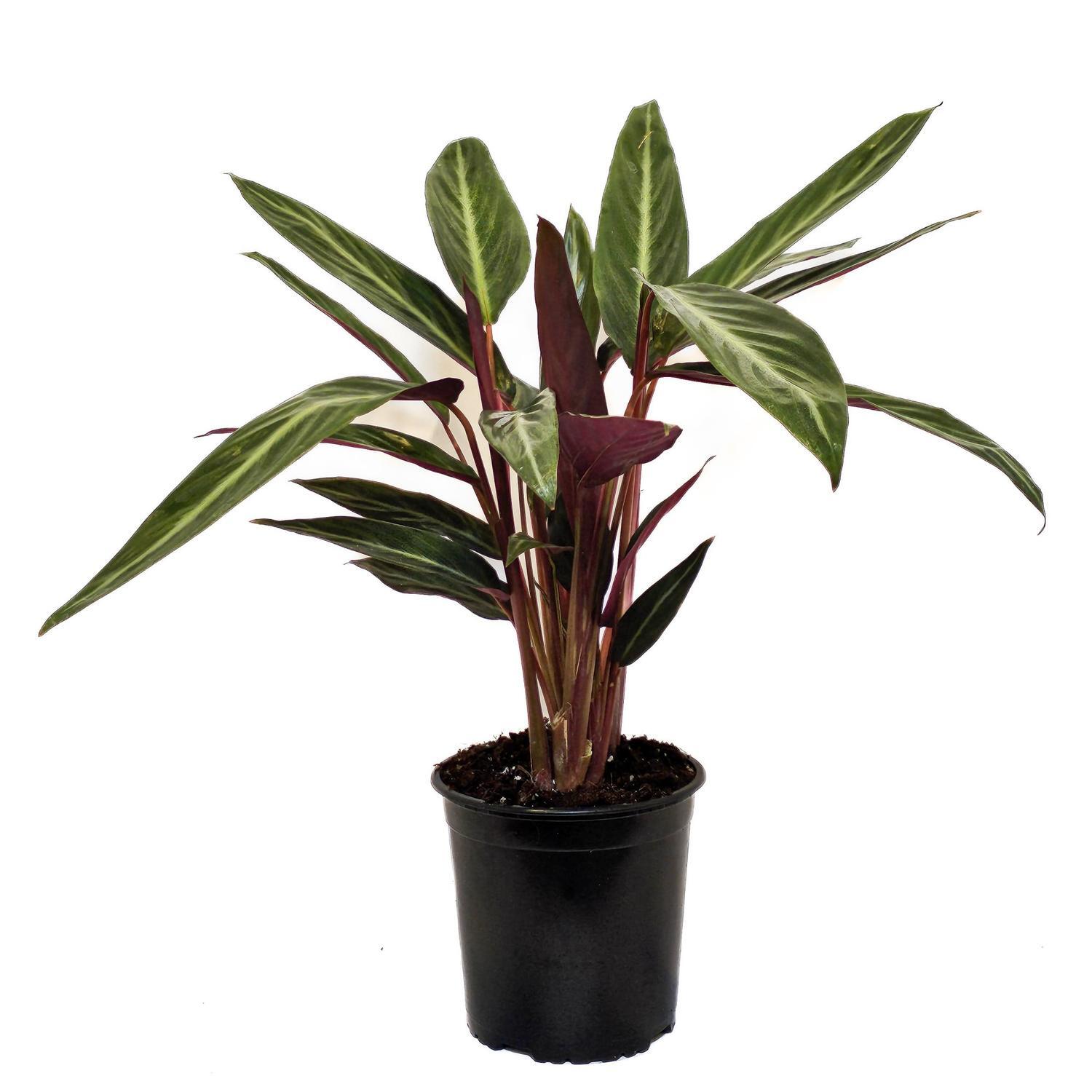 Stromanthe Stripestar 17cm