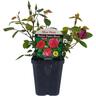 Petite Patio Rose - Blue Peter