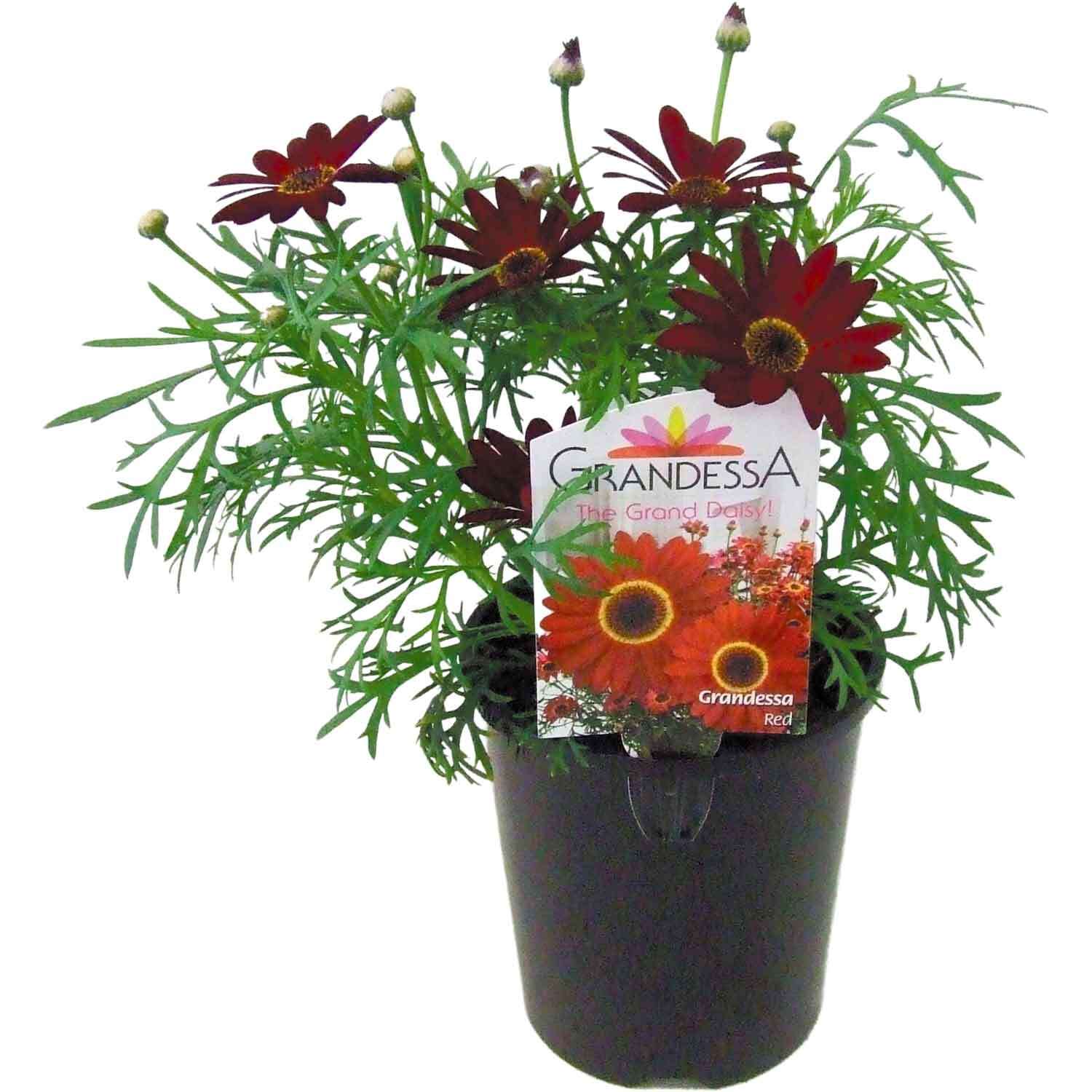 Grandessa Argyranthemum Red
