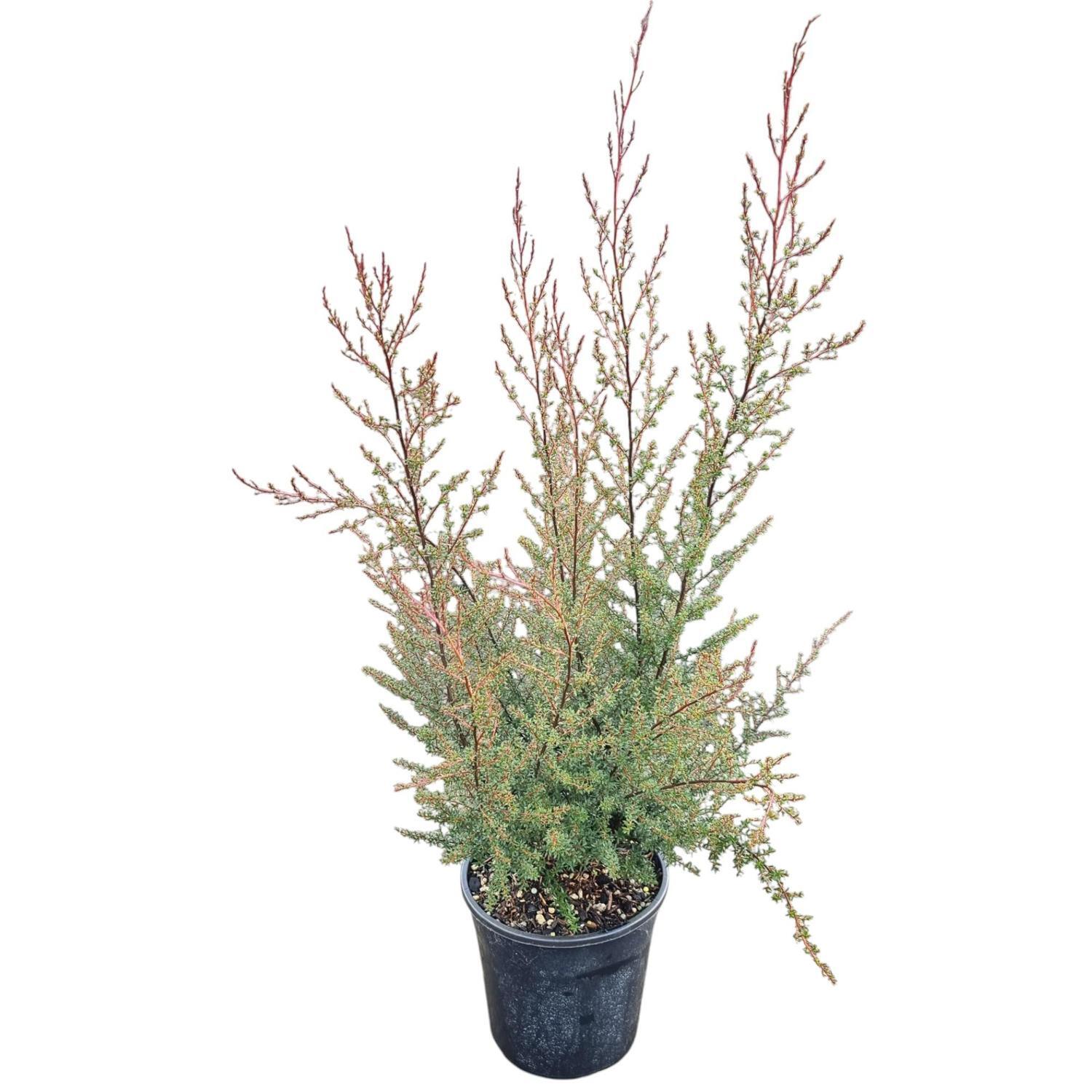 Leptospermum 'Tea Tree' S. Nanum Tui 4L