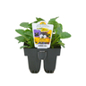 Pansy Large Flowered Pack of 6 Mix