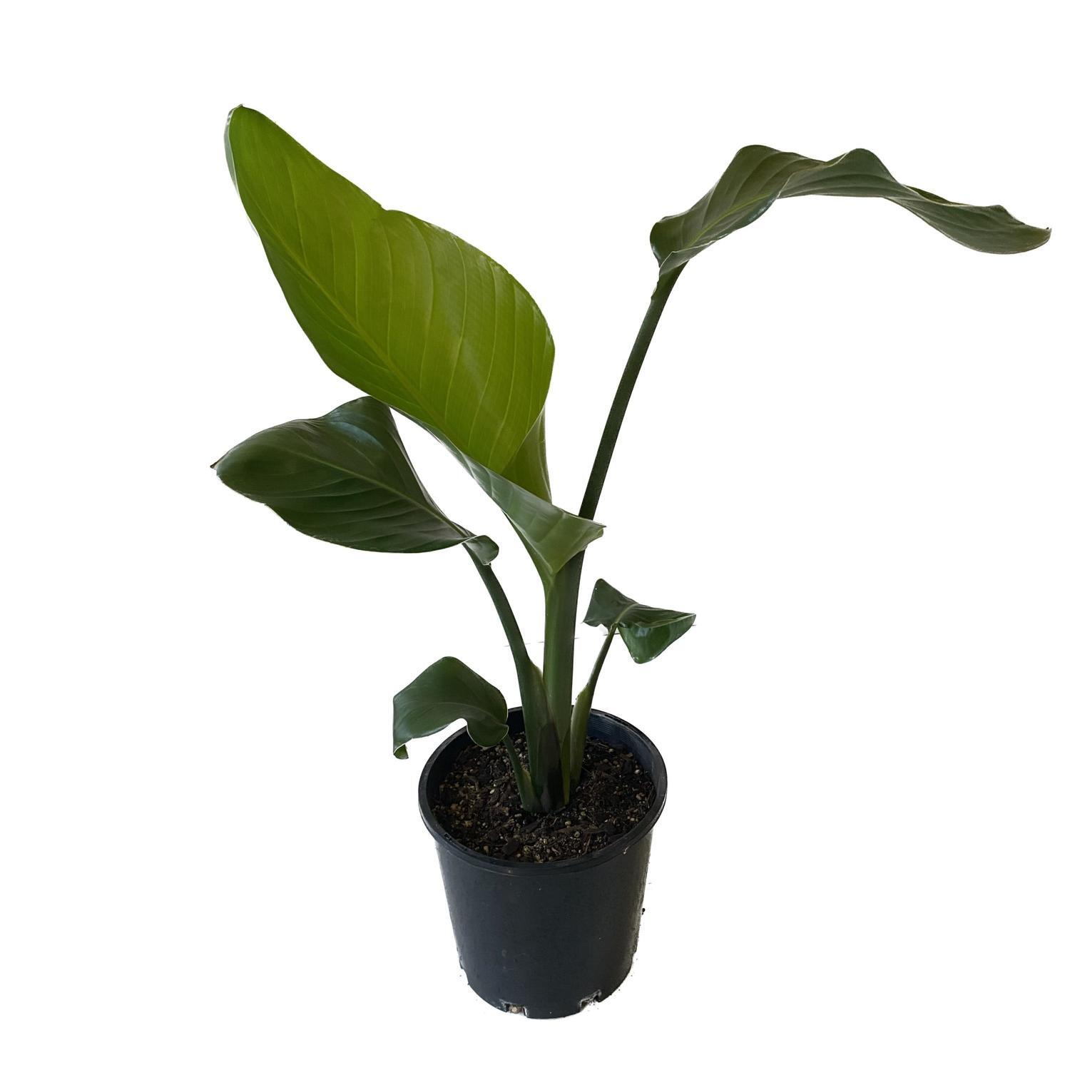 Strelitzia Nicolai 20cm