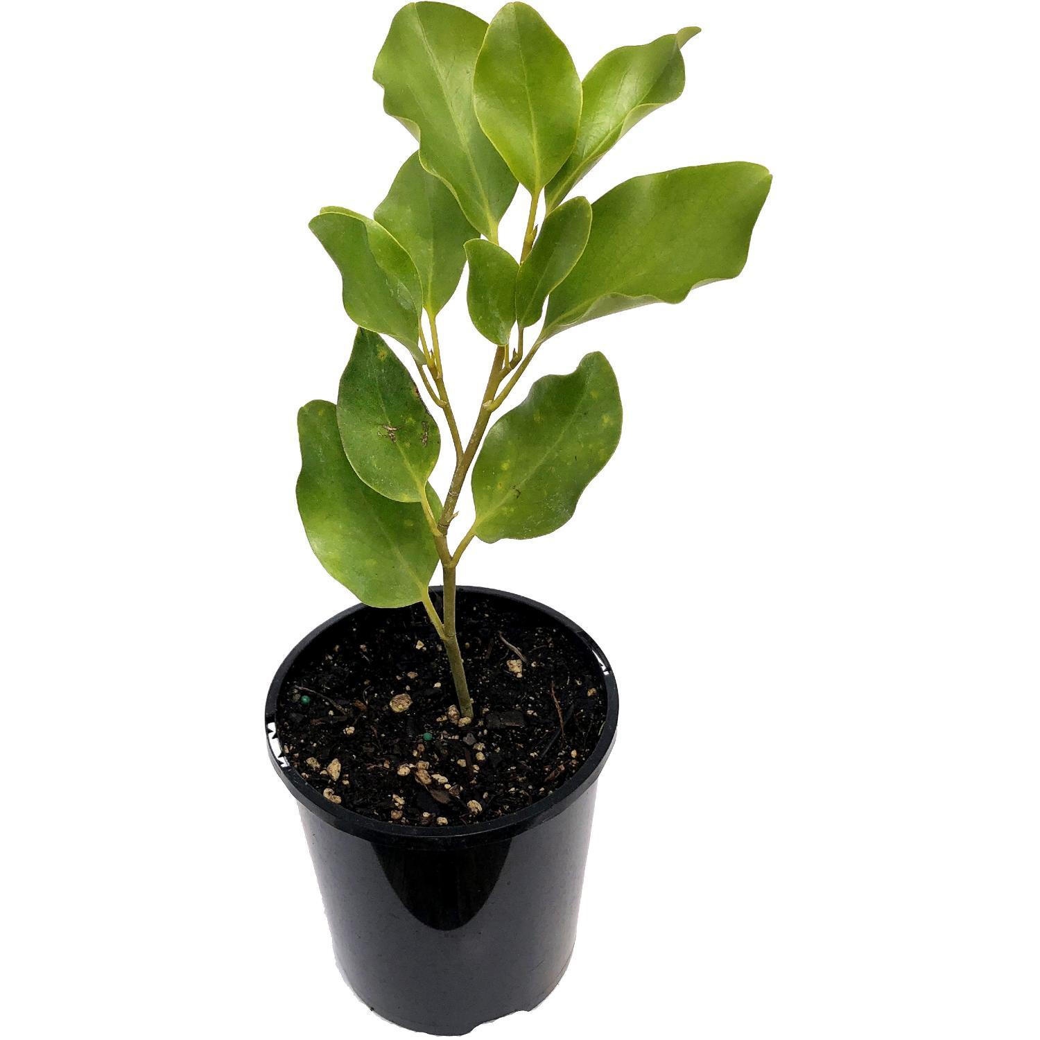 Griselinia Broadway Mint