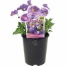 Viola Magnifi Scent Amy