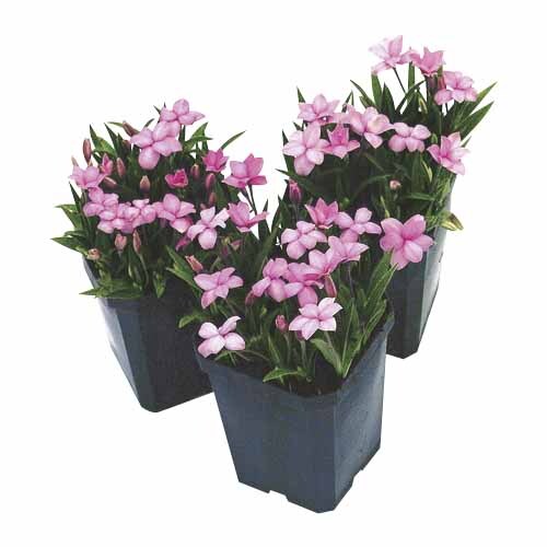 Rhodohypoxis Fred Broome Pink