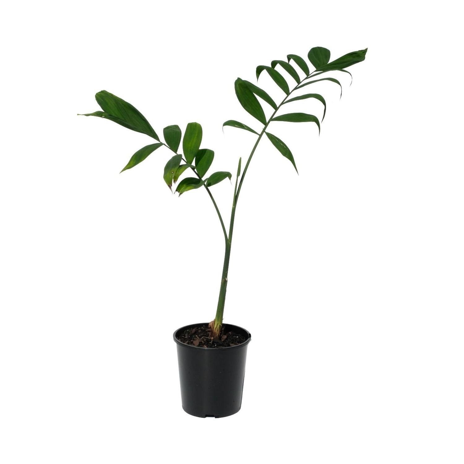 Chamedorea microspadix