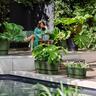 Plastic Trough with Saucer Green 70cm