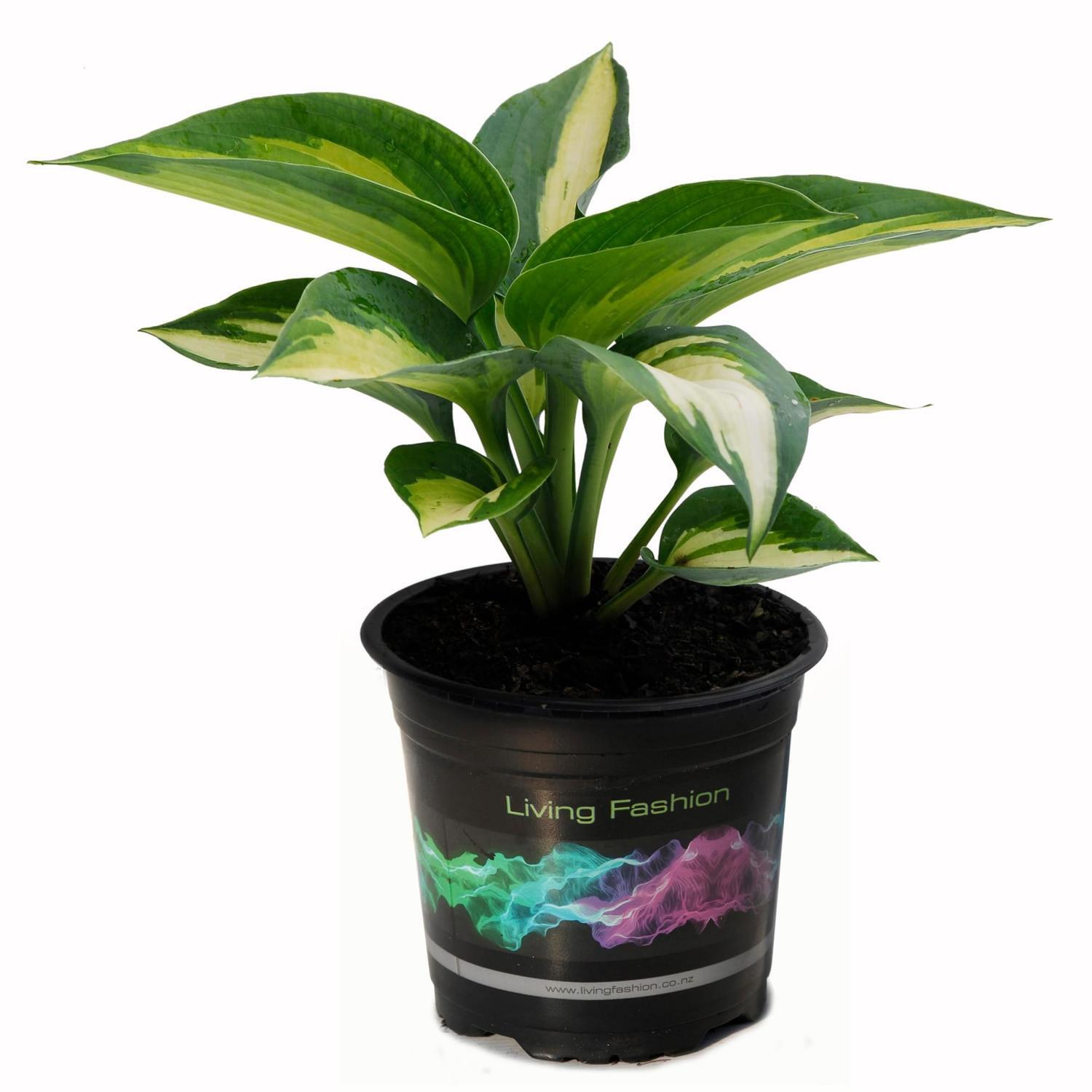Hosta Raspberry Sundae
