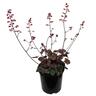 Heuchera Milan