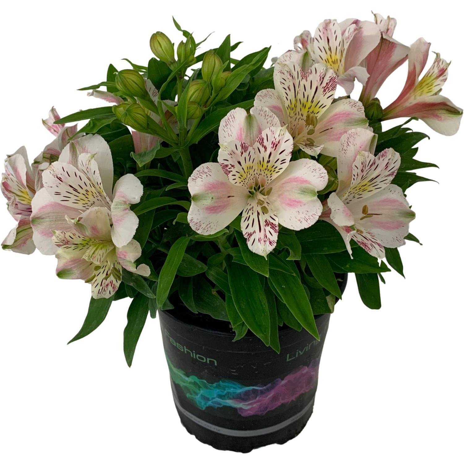 Alstroemeria Inca Vienna