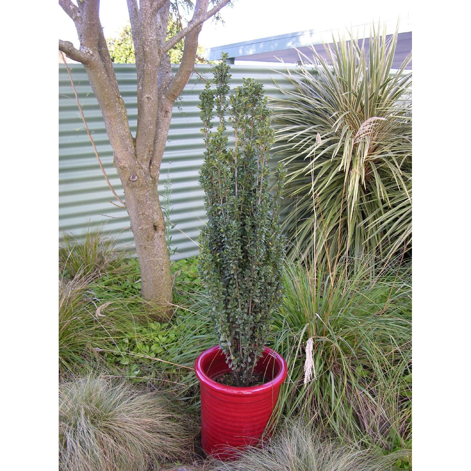 Ilex fastigata 'Sky Sentry'
