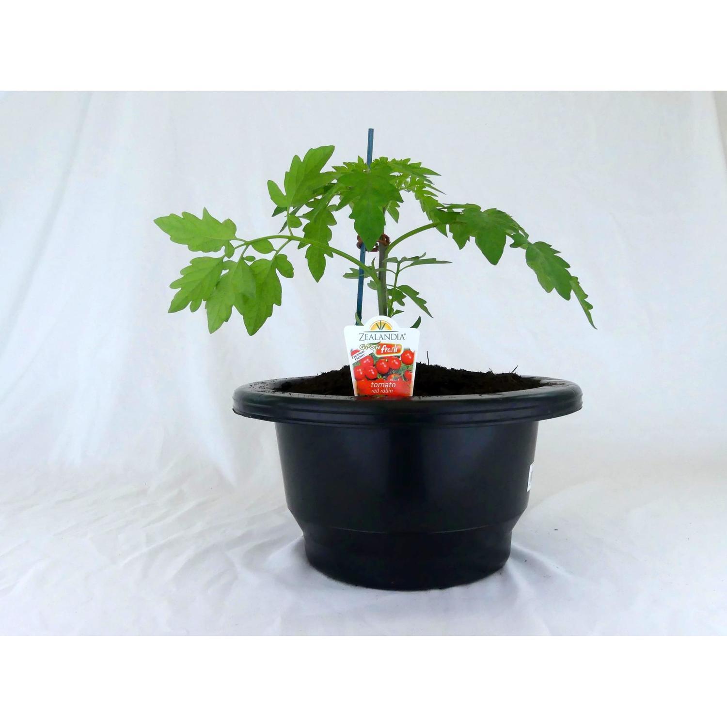 Tomato Red Robin Patio Planter
