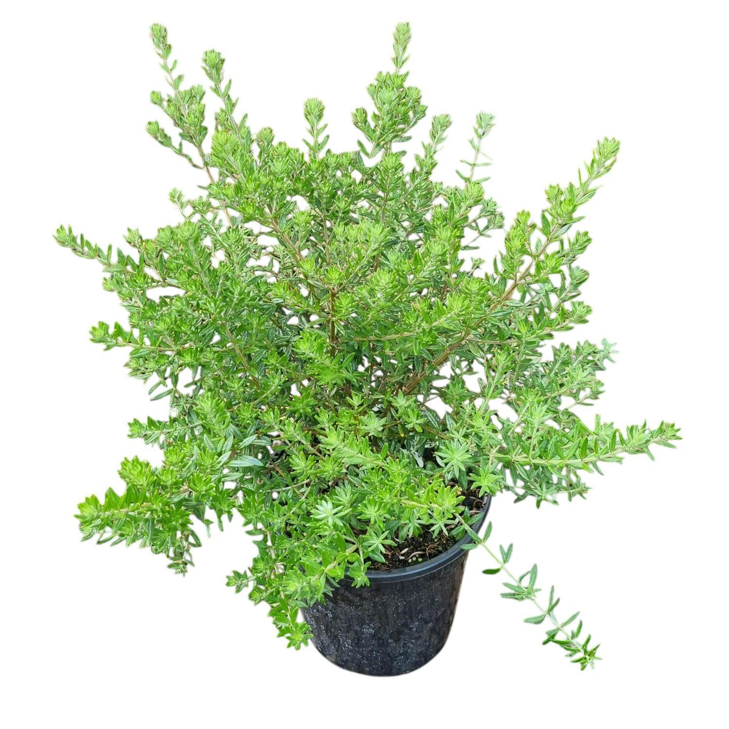 Westringia Zena 4L