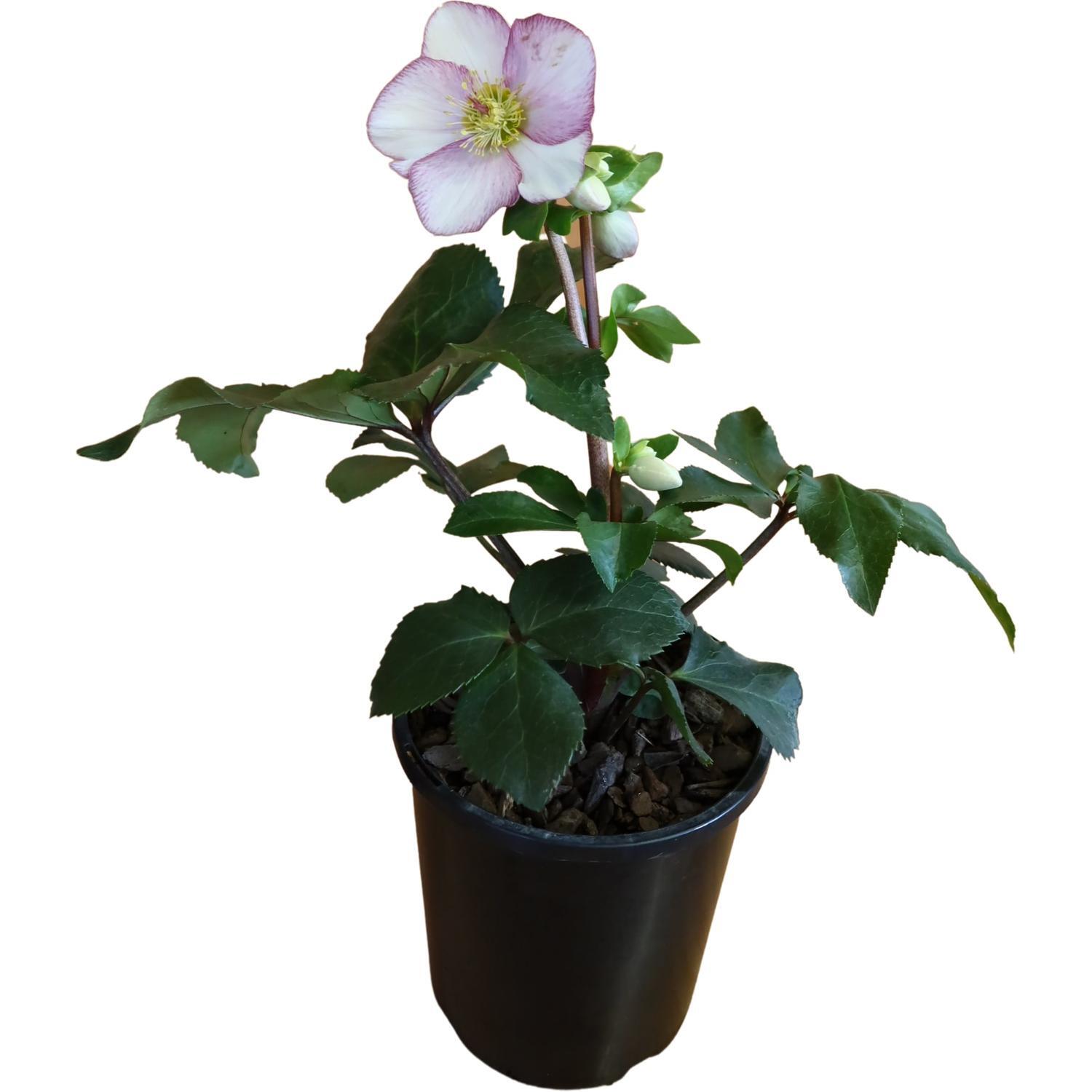 Helleborus Picotee