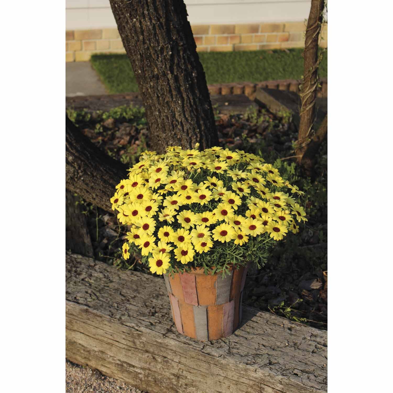 Grandessa Argyranthemum Yellow