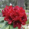 Rhododendron 'Black Magic'