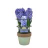 Gift Wrapped Hyacinth