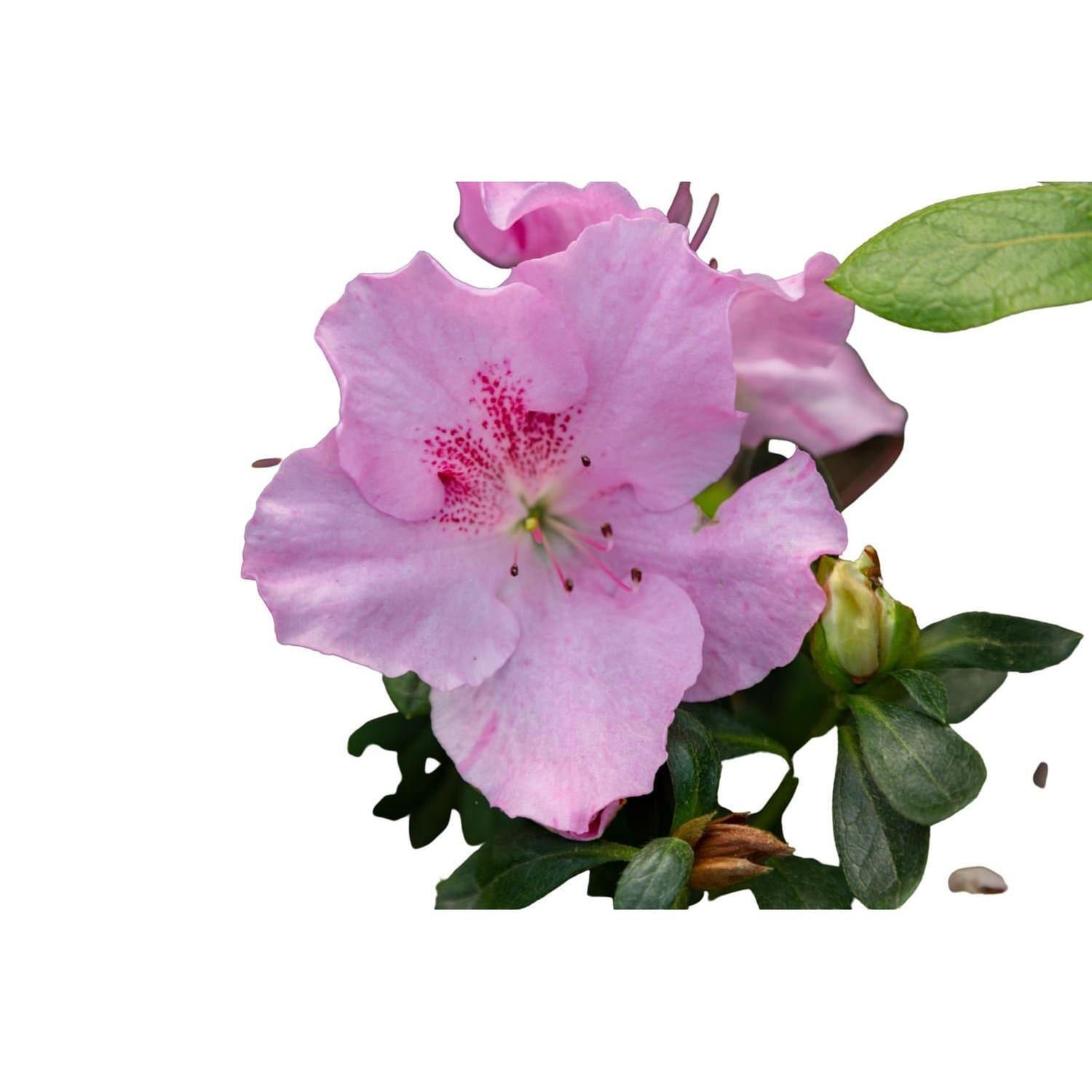 Azalea