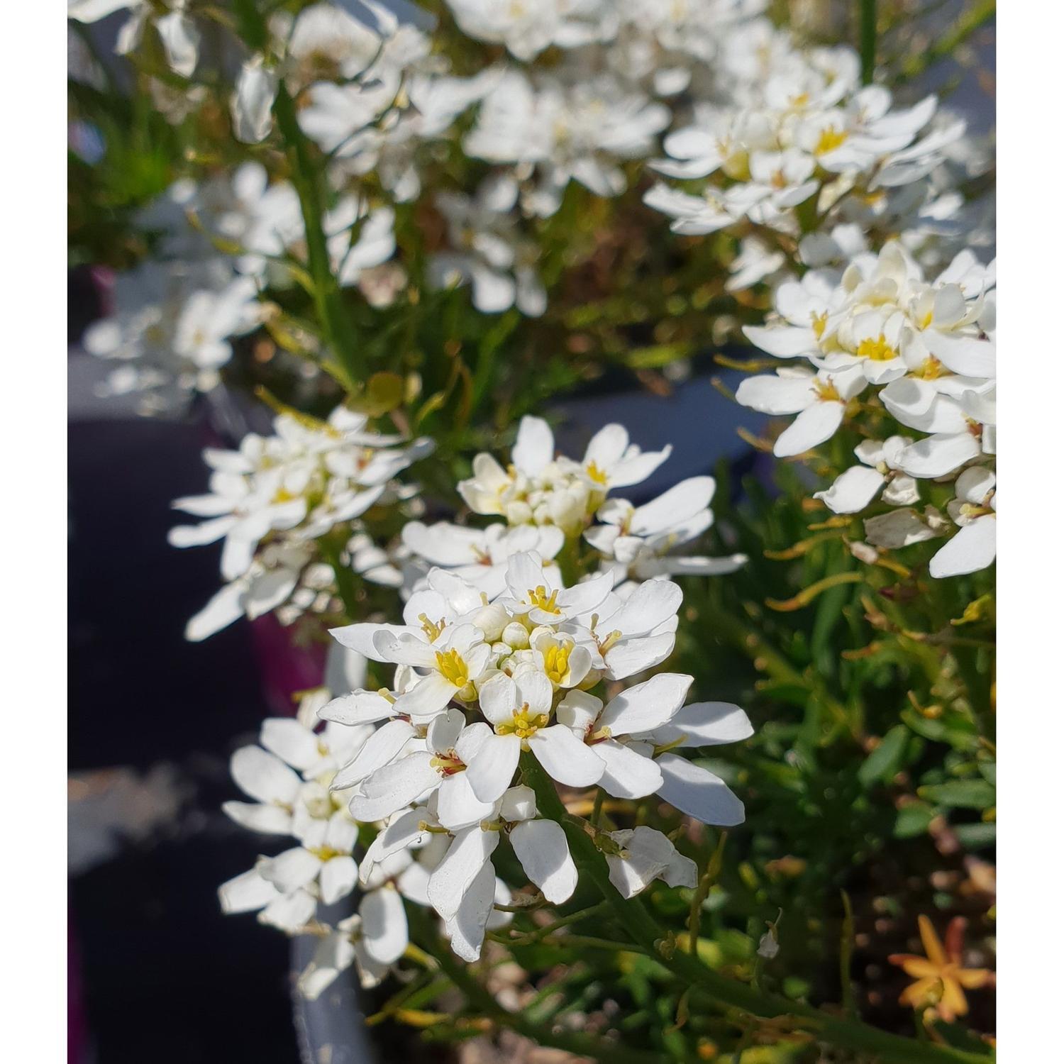 Iberis White Candytuft