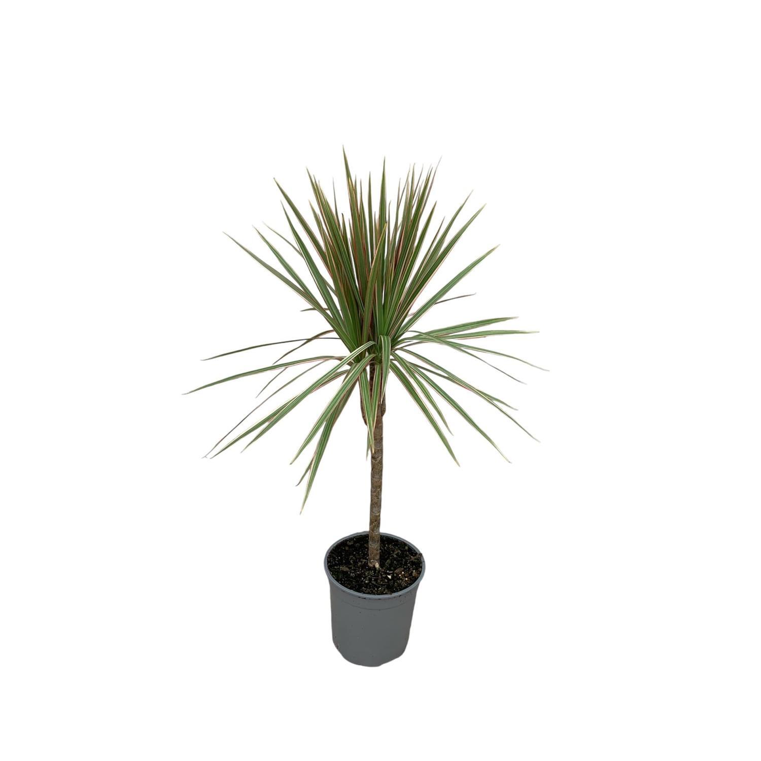 Dracaena Marginata Bicolour Single 17cm