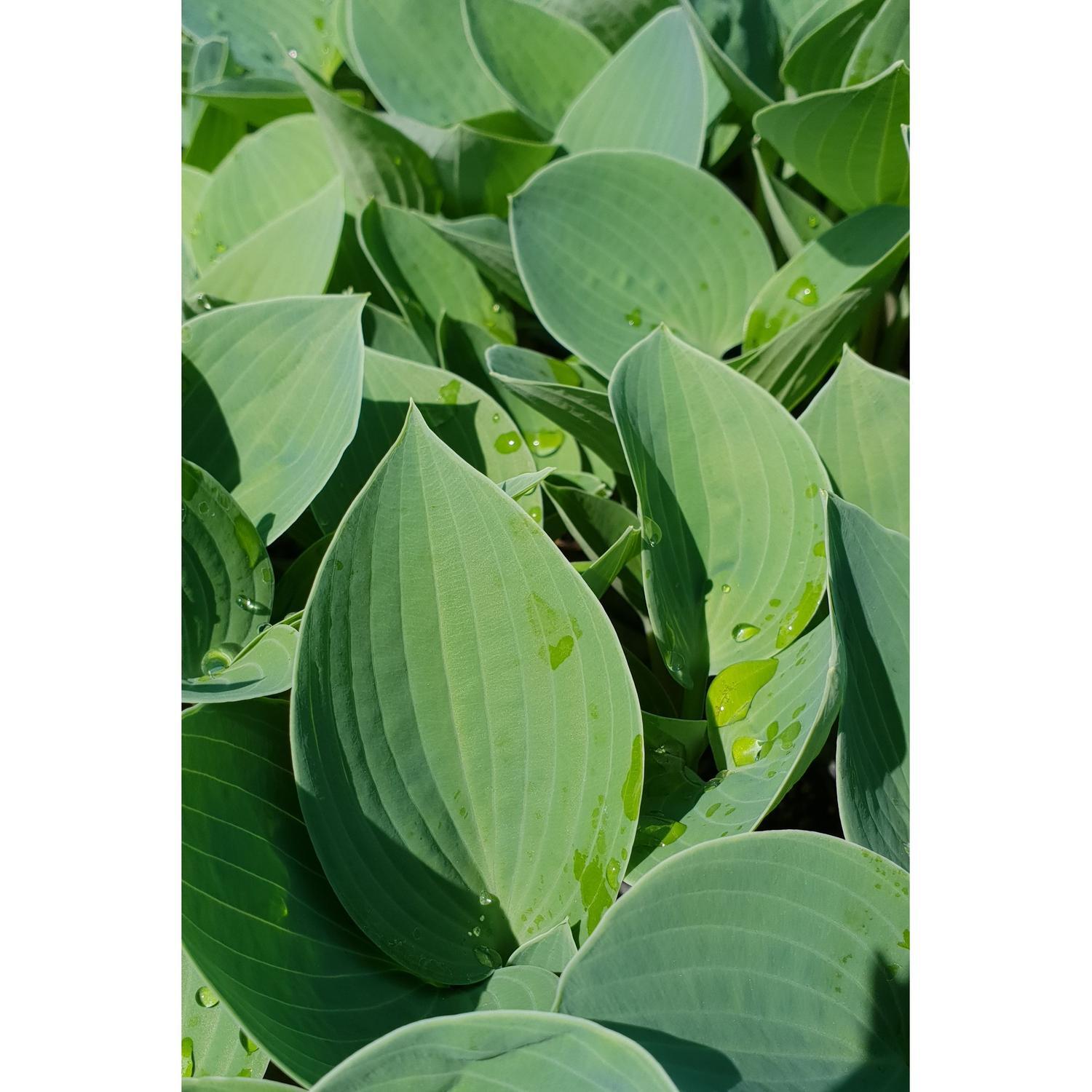 Hosta Silver Knight