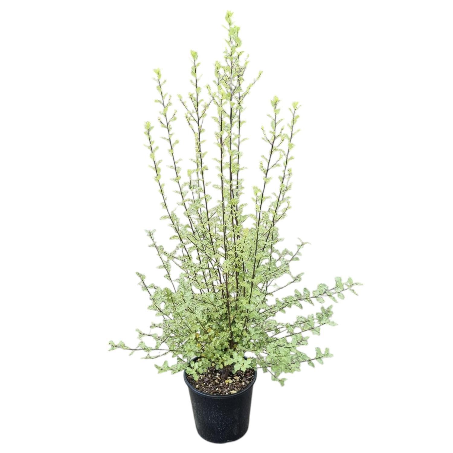 Pittosporum Silver Sheen 4L