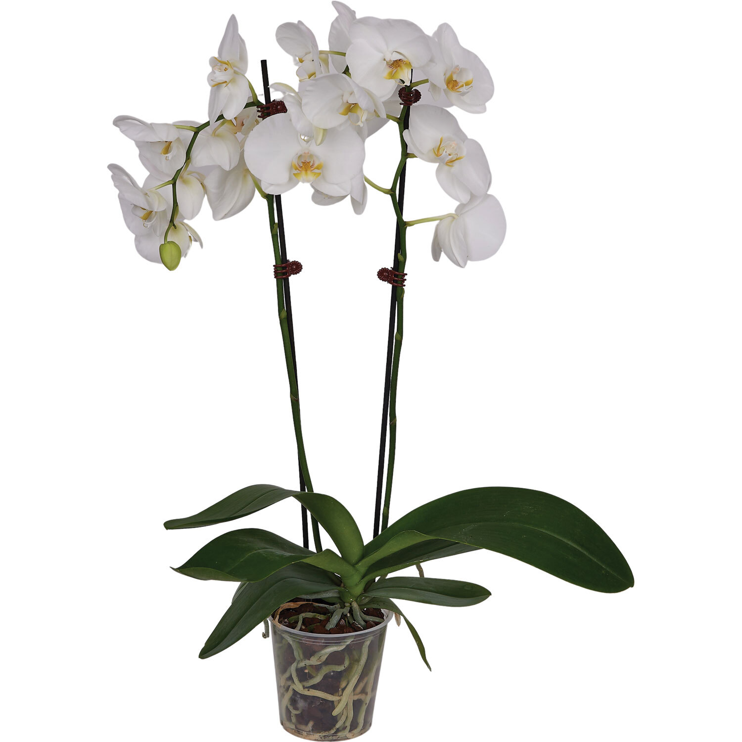 Orchid Phalaenopsis 12cm