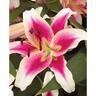 Lily Ot Hybrid Candy Club Pack of 1