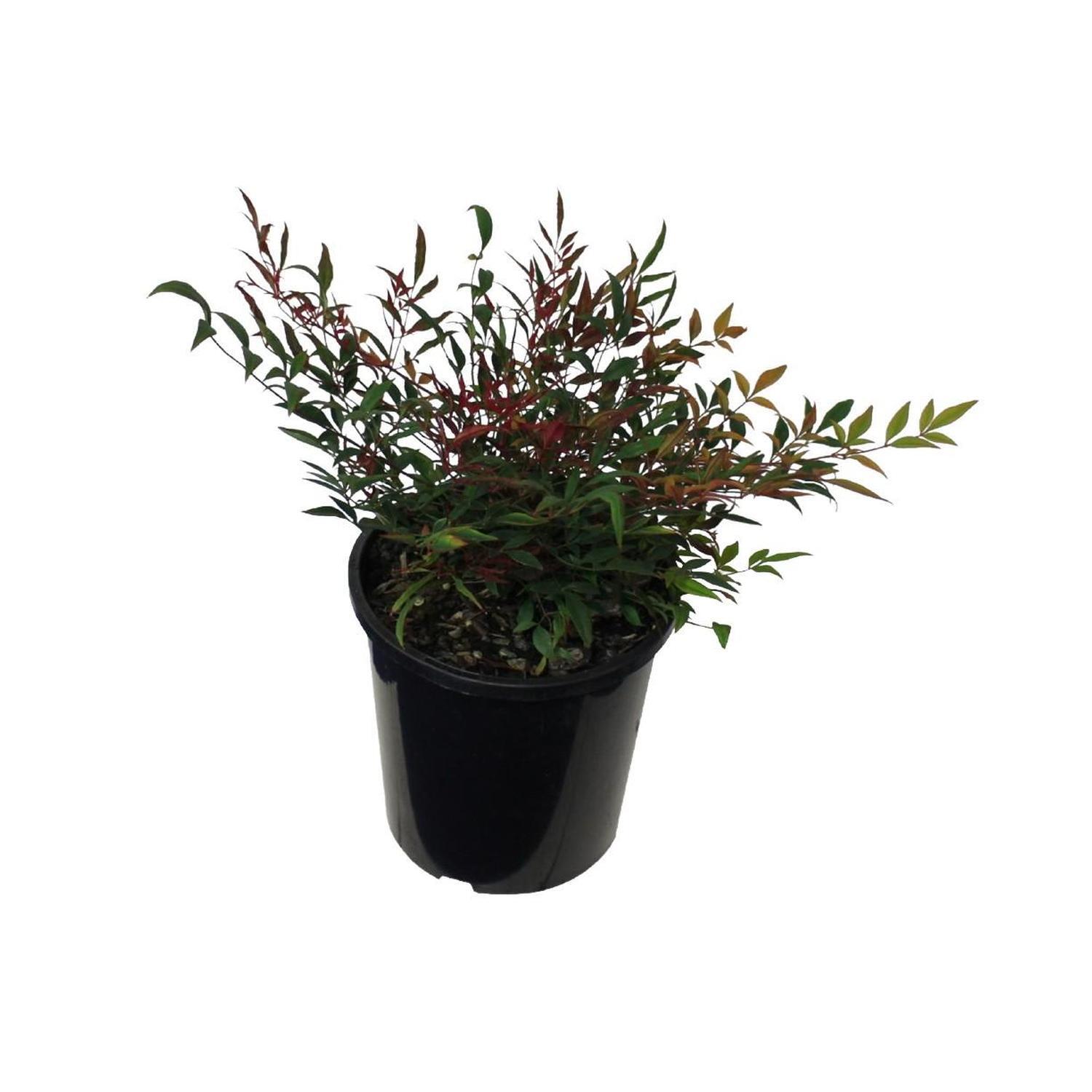 Nandina Gulfstream