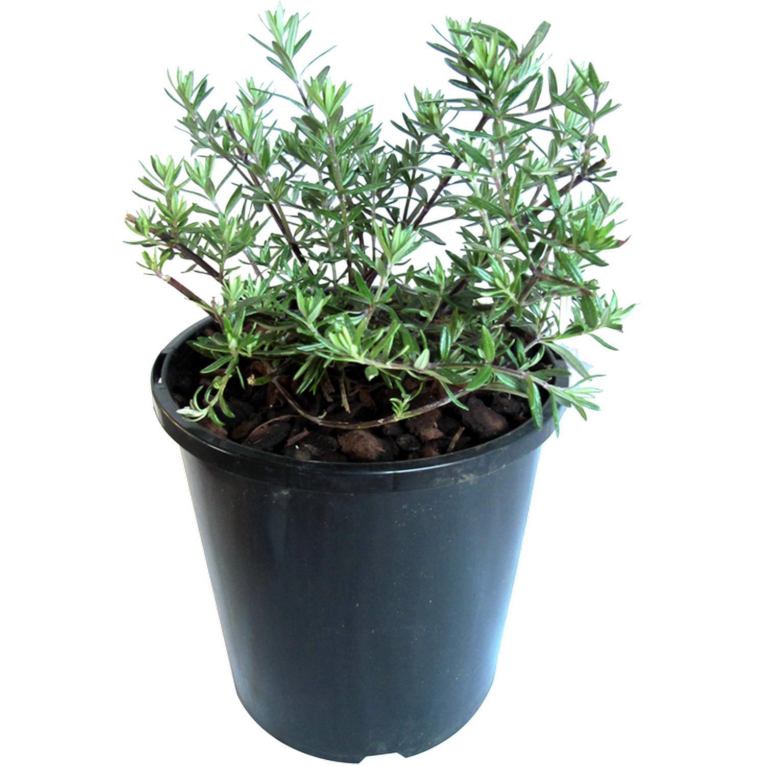 Westringia Mundi