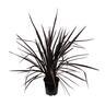 Phormium Dark Delight