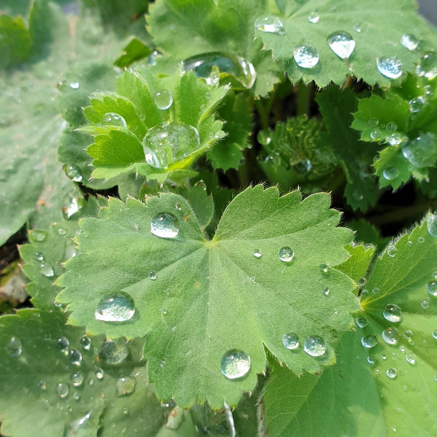 Alchemilla Mollis Thriller
