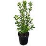 Pittosporum Crassifolium 2L