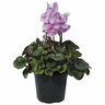 Indoor Flowering Cyclamen