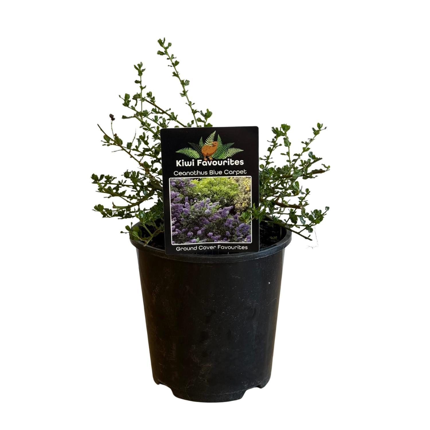 Ceanothus Blue Carpet 15cm