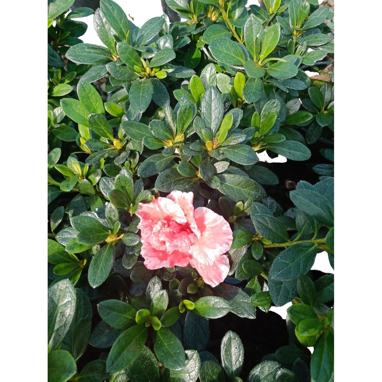 Azalea
