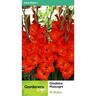 Gladioli Masacagni 10 Pack