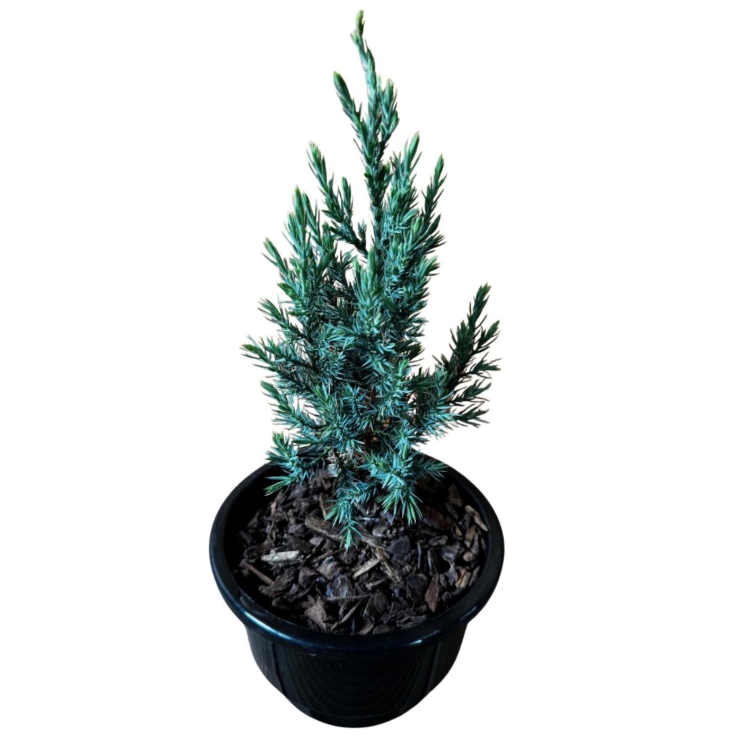 Juniper Pyramidalis  13cm
