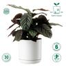 Recycled Plastic Cleo Pot 19cm White  White
