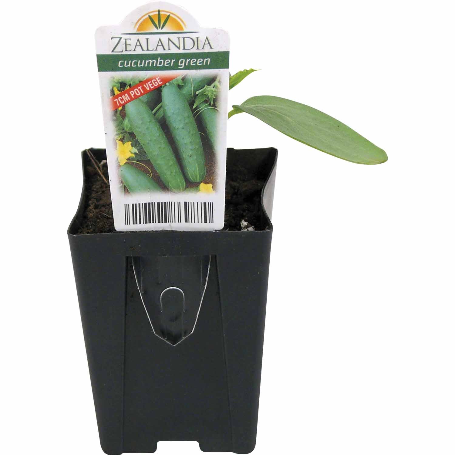 Cucumber Green Black