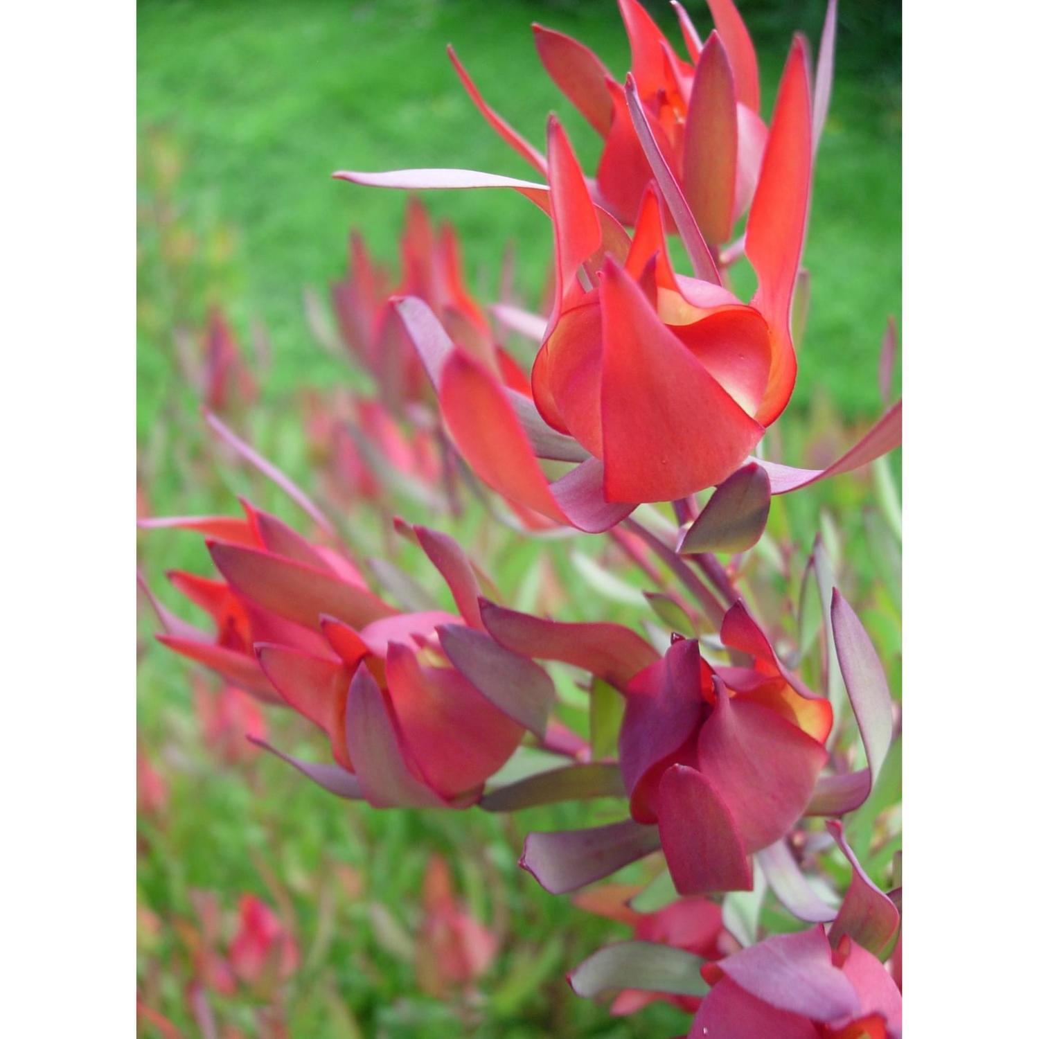 Leucadendron Fireglow